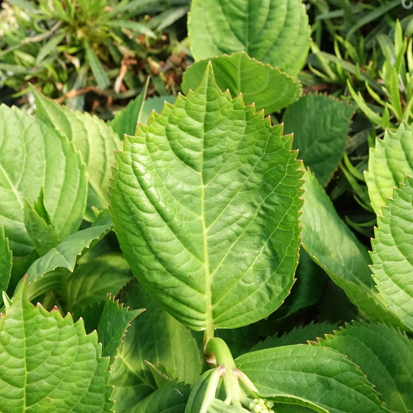 Hortênsia macrophylla Madame Plumecoq (Folhagem)
