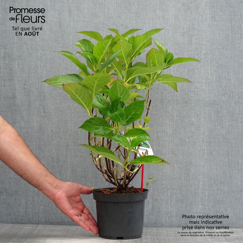 Amostra de Hortênsia macrophylla Mariesii Perfecta Vaso de 2 L/3 L tal como entregue no verão