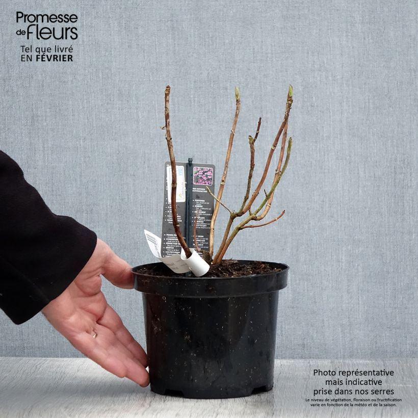 Amostra de Hortensia macrophylla Mariesii Perfecta Vaso de 2 L/3 L tal como entregue no inverno