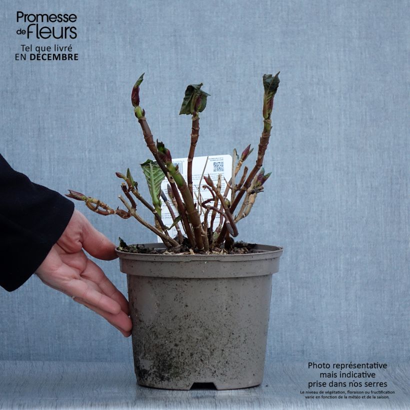 Amostra de Hortênsia macrophylla Sibilla Vaso de 2 L/3 L tal como entregue no outono