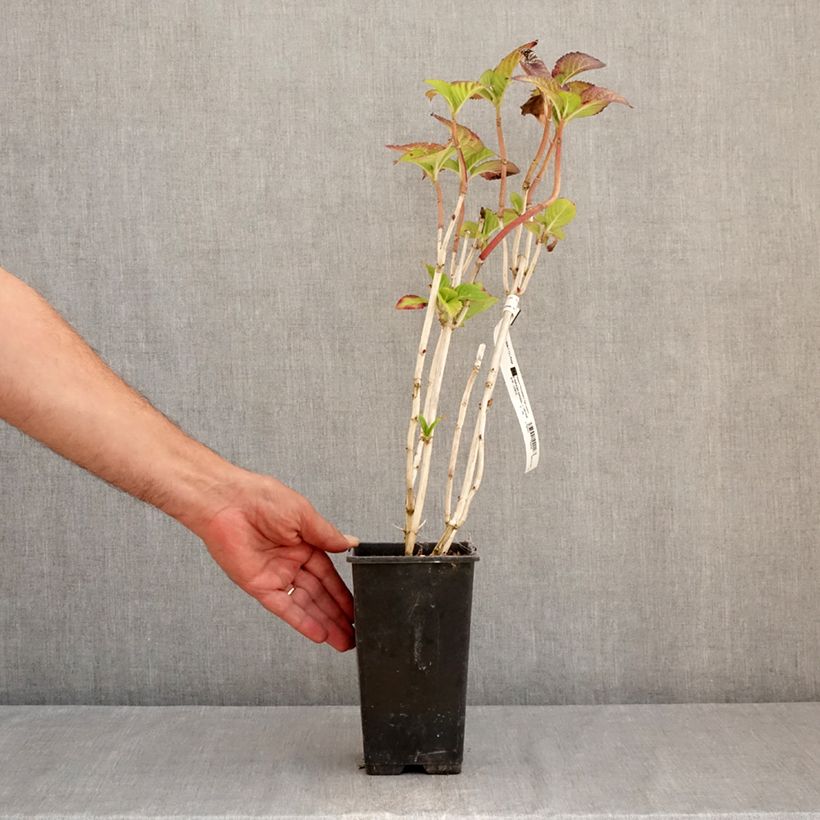 Amostra de Hortênsia macrophylla Sibilla Vaso de 2 L/3 L tal como entregue no verão