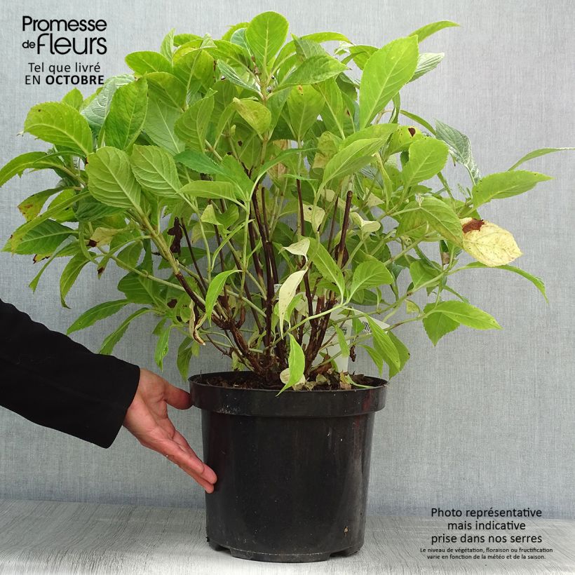 Amostra de Hortênsia macrophylla Nikko Blue Vaso de 7,5 L/10 L tal como entregue no outono