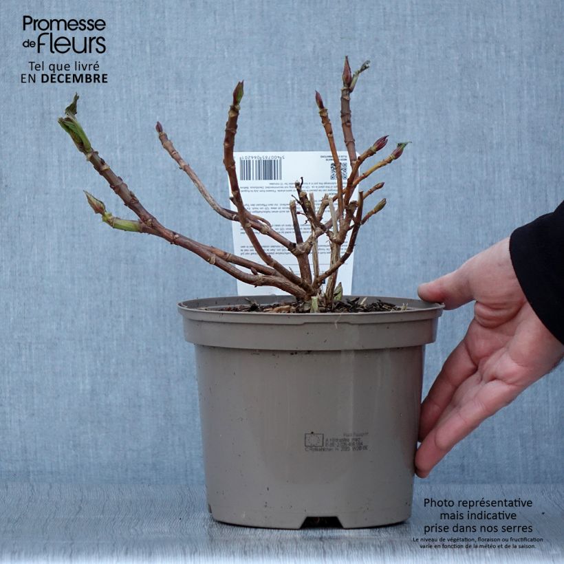 Amostra de Hortênsia macrophylla Rotkehlchen Vaso de 2 L/3 L tal como entregue no outono