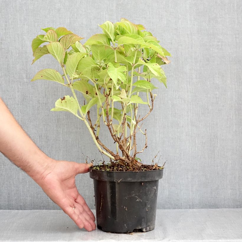 Amostra de Hortênsia macrophylla Rotkehlchen Vaso de 2 L/3 L tal como entregue no verão