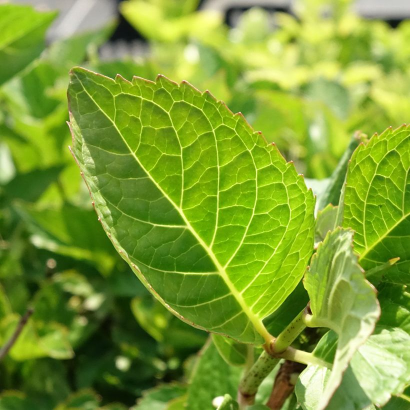 Hortênsia macrophylla Rotkehlchen (Folhagem)