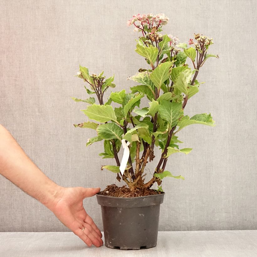 Amostra de Hortênsia macrophylla So Long Aya Vaso de 3 L/4 L tal como entregue no verão
