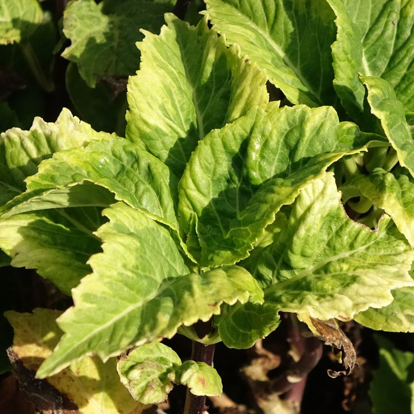Hortênsia macrophylla So Long Aya (Folhagem)