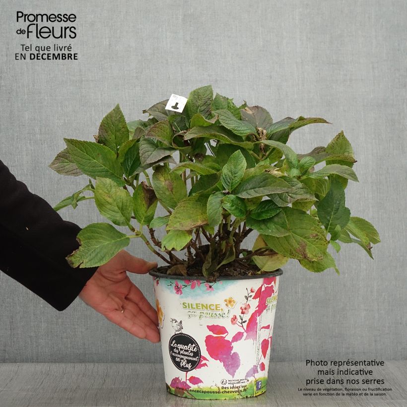 Amostra de Hortênsia macrophylla Stellar Azul Vaso de 4 L/5 L tal como entregue no outono