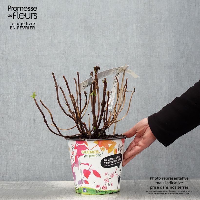 Amostra de Hortensia macrophylla Stellar Bleu Vaso de 4 L/5 L tal como entregue no inverno