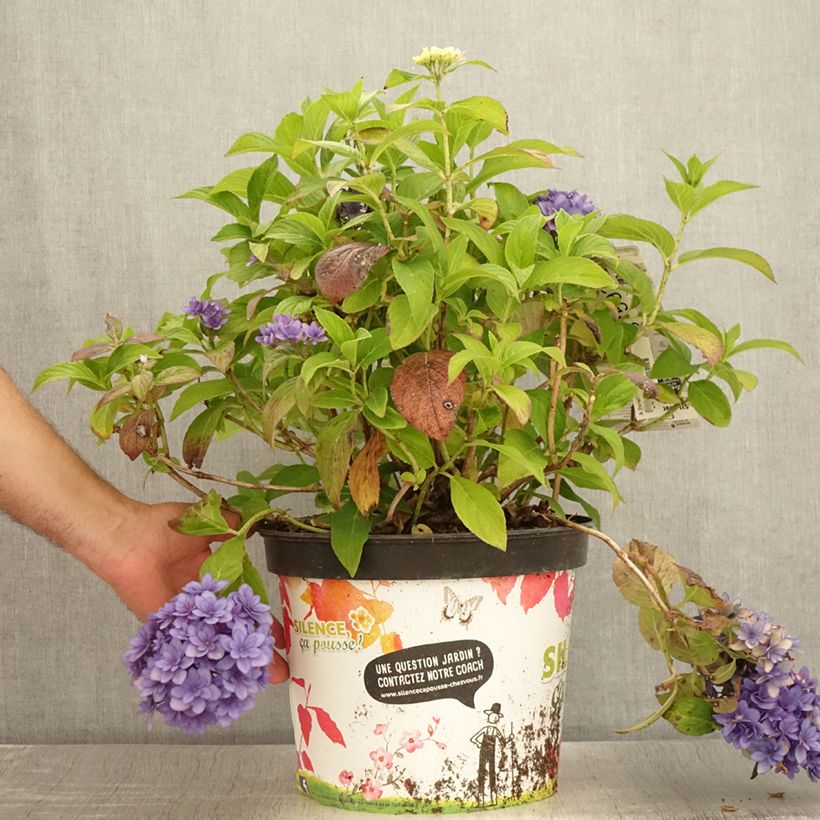 Amostra de Hortênsia macrophylla Stellar Azul Vaso de 7,5 L/10 L tal como entregue no verão