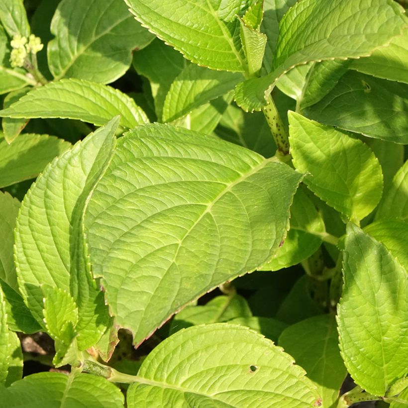 Hortênsia macrophylla Stellar Azul (Folhagem)