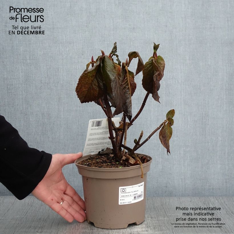 Amostra de Hortênsia macrophylla Teller Azul Vaso de 2 L/3 L tal como entregue no outono