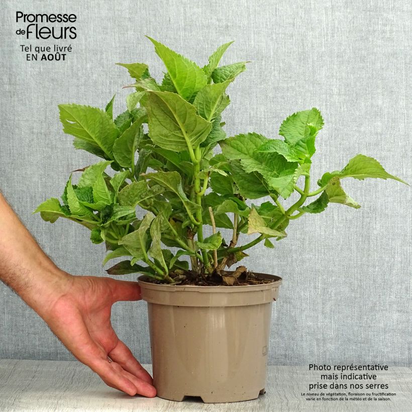 Amostra de Hortênsia macrophylla Teller Azul Vaso de 2 L/3 L tal como entregue no verão