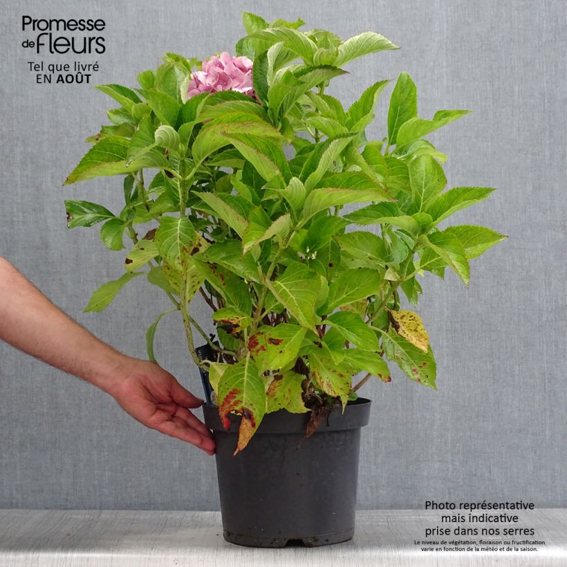 Amostra de Hortênsia macrophylla Teller Azul Vaso de 7,5 L/10 L tal como entregue no verão