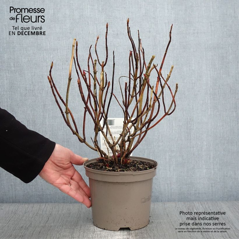Amostra de Hortênsia macrophylla Teller Vermelho Vaso de 2 L/3 L tal como entregue no outono