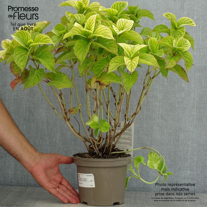 Amostra de Hortênsia macrophylla Teller Vermelho Vaso de 2 L/3 L tal como entregue no verão