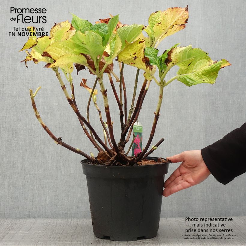 Amostra de Hortênsia macrophylla Teller Vermelho Vaso de 7,5 L/10 L tal como entregue no outono