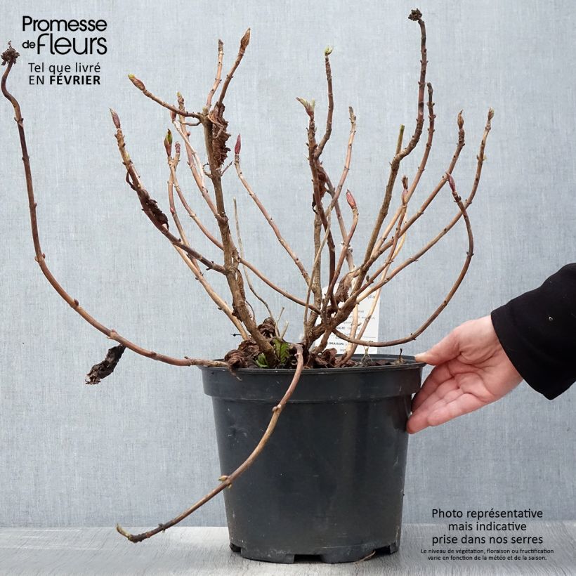 Amostra de Hortênsia macrophylla Teller Vermelho Vaso de 7,5 L/10 L tal como entregue no inverno