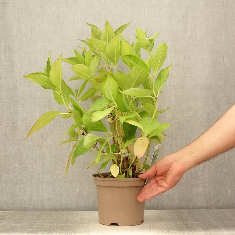 Amostra de Hortênsia macrophylla White Wave Vaso de 2 L/3 L tal como entregue no verão
