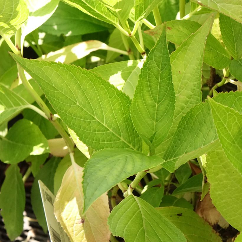 Hortênsia macrophylla White Wave (Folhagem)