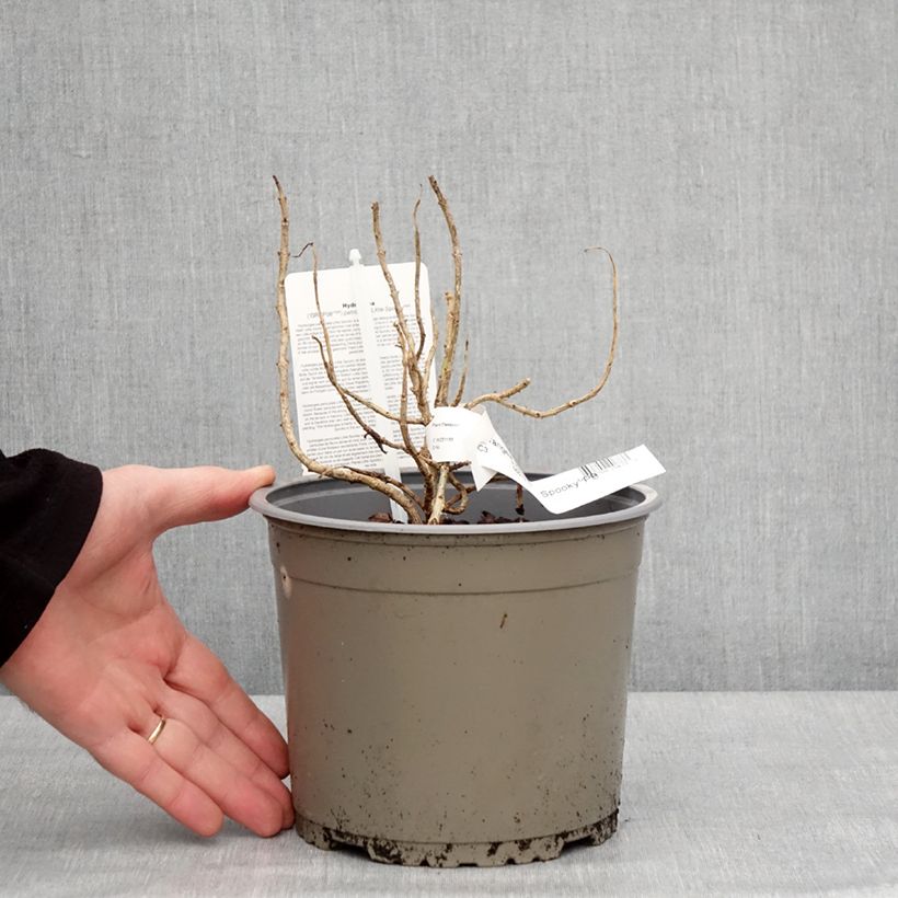 Amostra de Hortênsia paniculata Little Spooky Vaso de 3 L/4 L tal como entregue no inverno