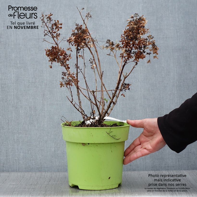 Amostra de Hortênsia paniculata Little Spooky Vaso de 3 L/4 L tal como entregue no outono
