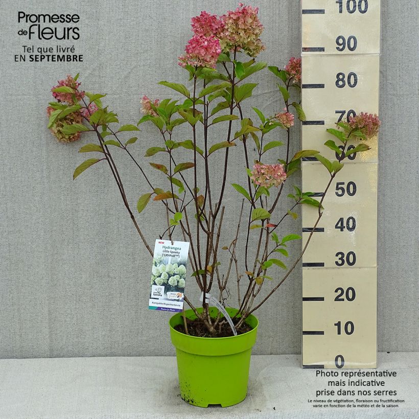 Amostra de Hortênsia paniculata Little Spooky Vaso de 3 L/4 L tal como entregue no verão