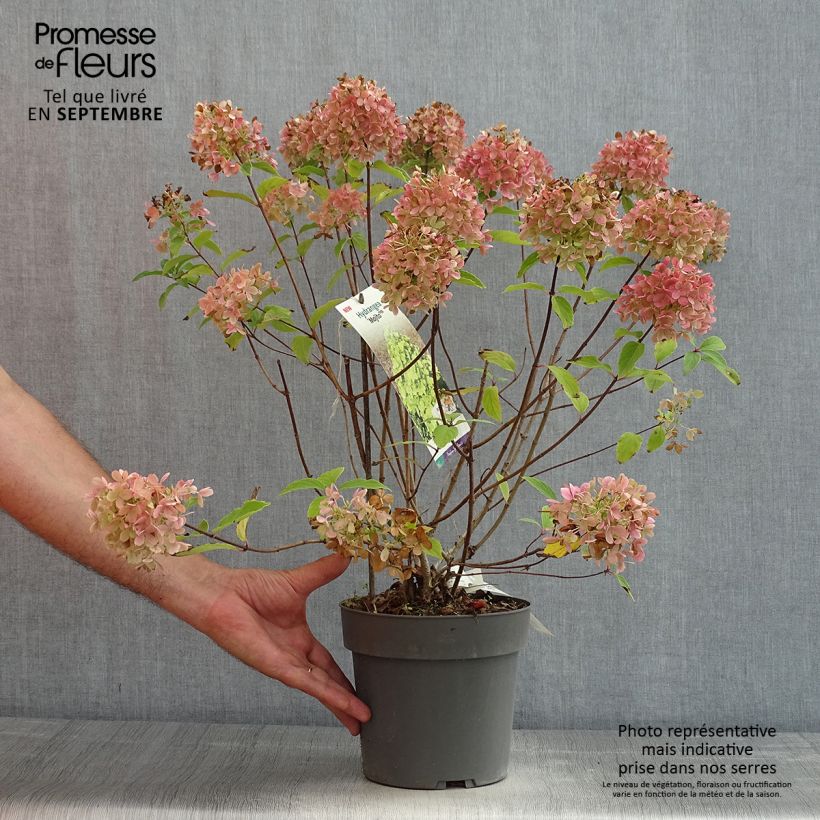 Amostra de Hortênsia paniculata Mojito Vaso de 3 L/4 L tal como entregue no verão