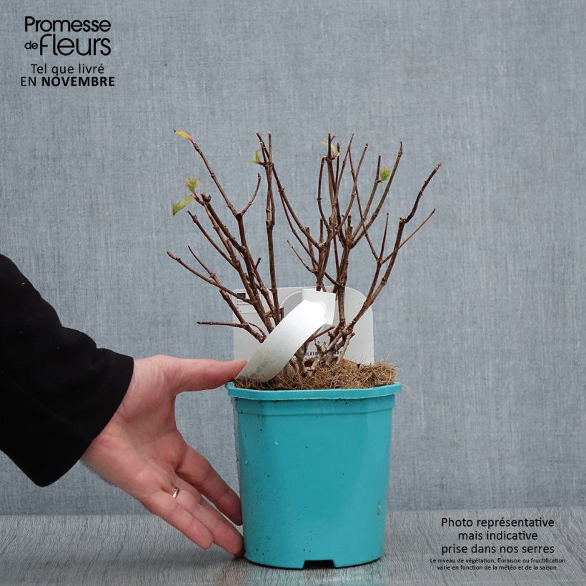 Amostra de Hortênsia paniculata Petite Star Vaso de 4 L/5 L tal como entregue no outono