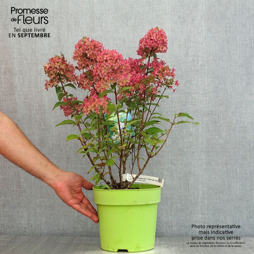 Amostra de Hortênsia paniculata Petite Star Vaso de 4 L/5 L tal como entregue no verão