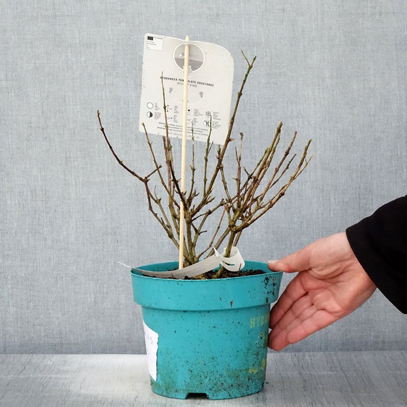 Amostra de Hortênsia paniculata Petite Star Vaso de 4 L/5 L tal como entregue na primavera