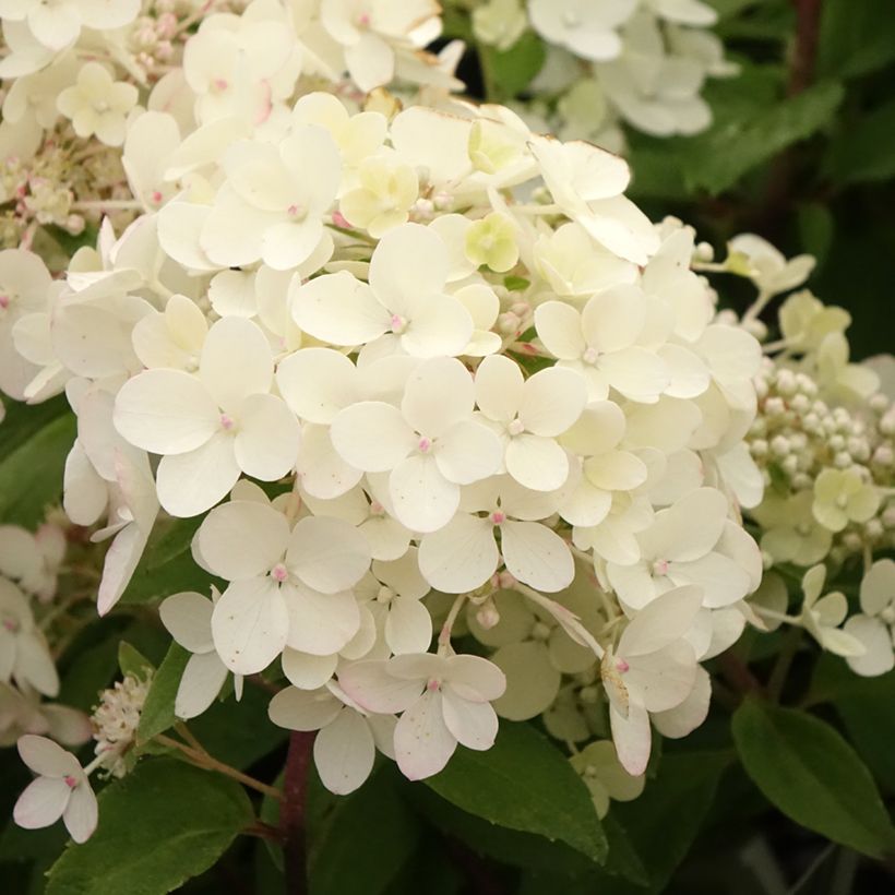 Hortênsia paniculata Petite Star (Floração)