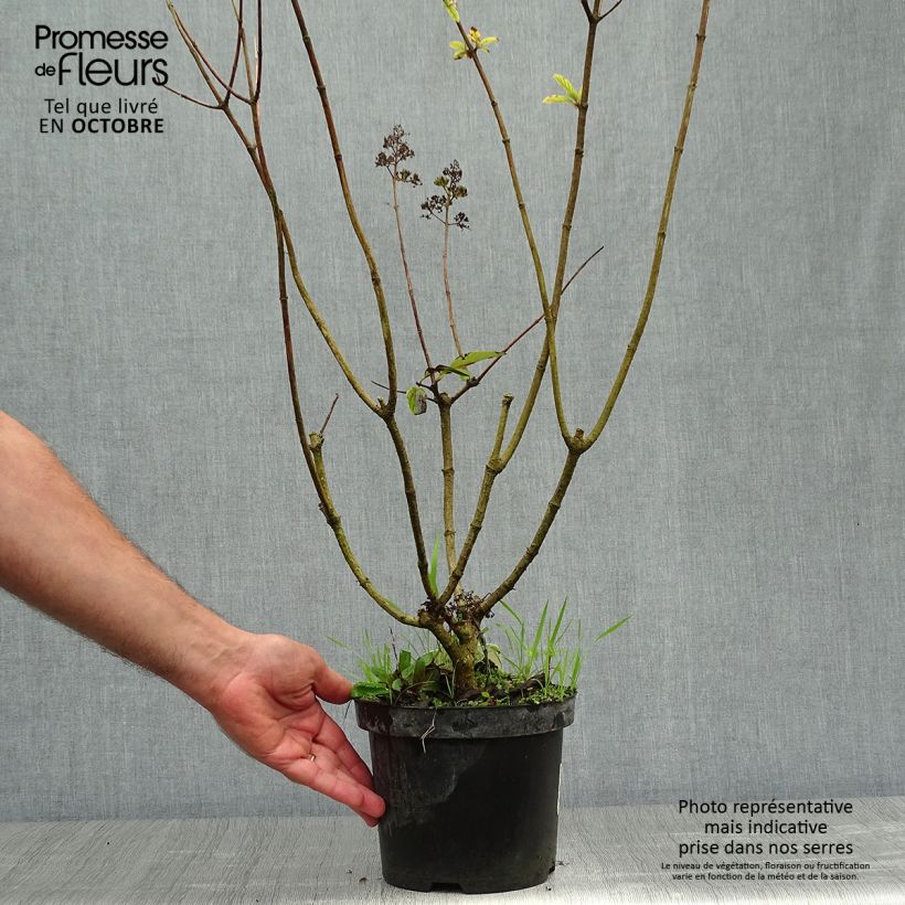 Amostra de Hortênsia paniculata Pink Diamond Vaso de 2 L/3 L tal como entregue no outono