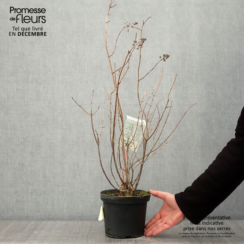 Amostra de Hortênsia paniculata Tardiva Vaso de 2 L/3 L tal como entregue no outono