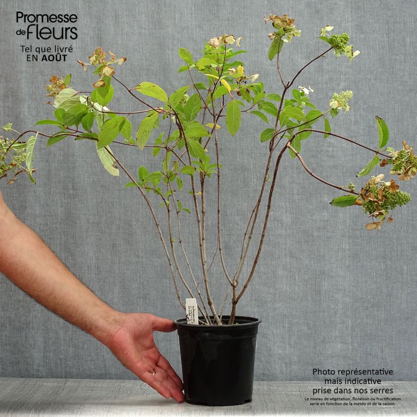 Amostra de Hortênsia paniculata Tardiva Vaso de 2 L/3 L tal como entregue no verão