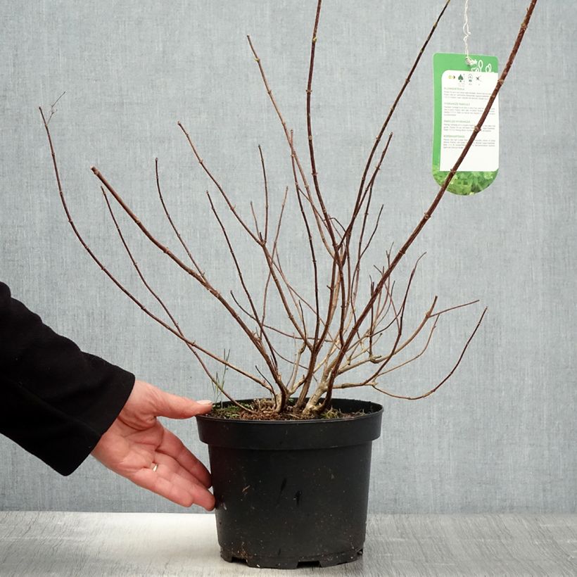 Amostra de Hortênsia paniculata Tardiva Vaso de 2 L/3 L tal como entregue na primavera