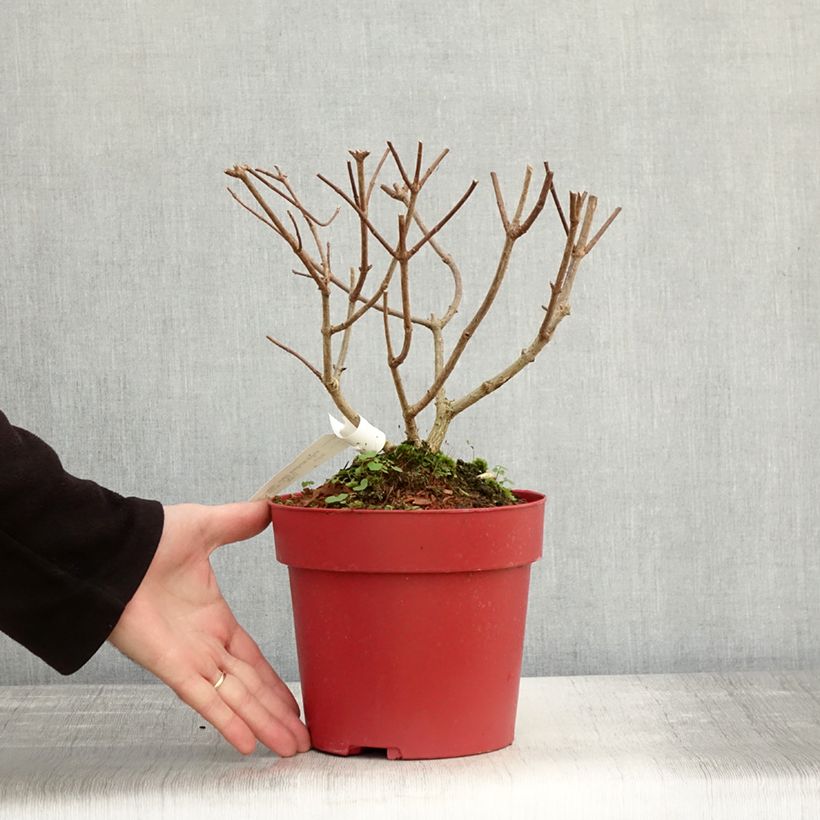 Amostra de Hortênsia paniculata Bloody Marie Vaso de 3 L/4 L tal como entregue no outono
