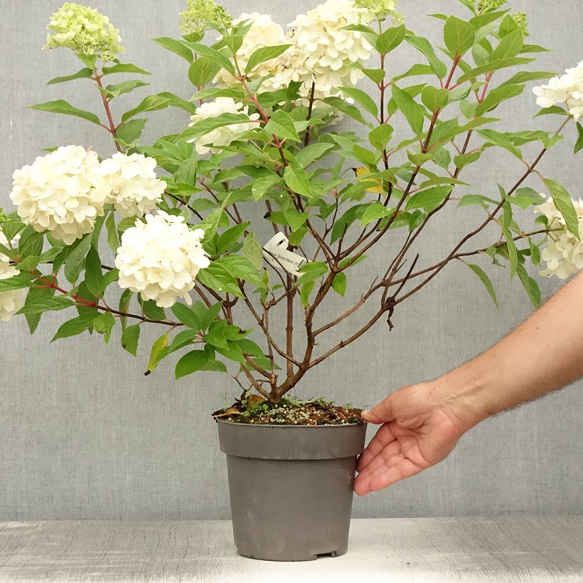 Amostra de Hortênsia paniculata Bloody Marie Vaso de 3 L/4 L tal como entregue no verão