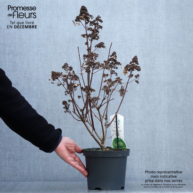 Amostra de Hortênsia paniculata Dharuma Vaso de 2 L/3 L tal como entregue no outono
