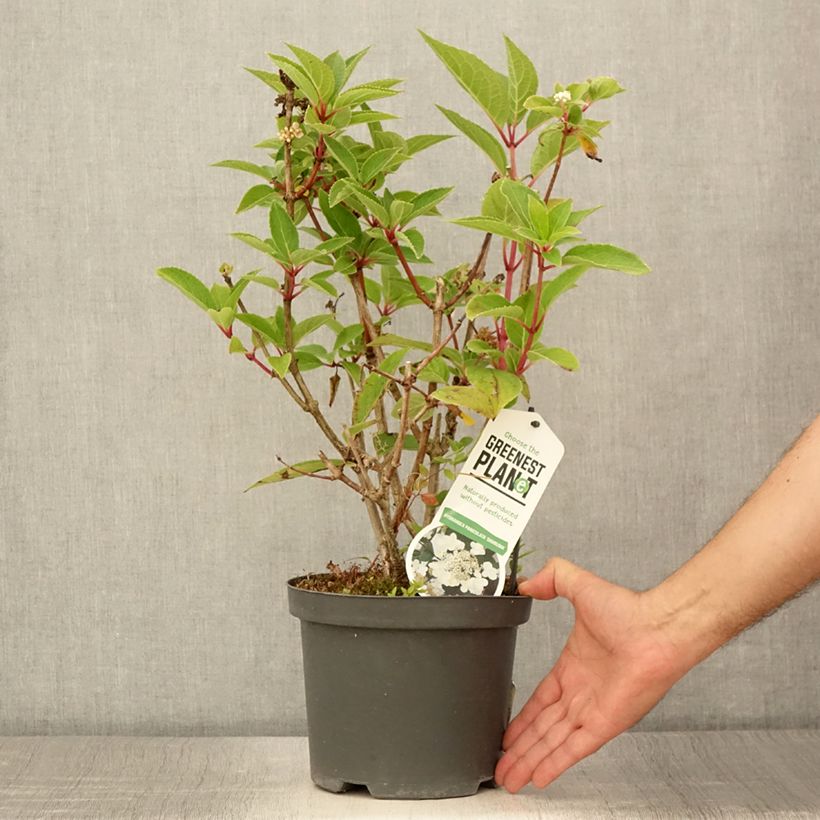 Amostra de Hortênsia paniculata Dharuma Vaso de 2 L/3 L tal como entregue no verão
