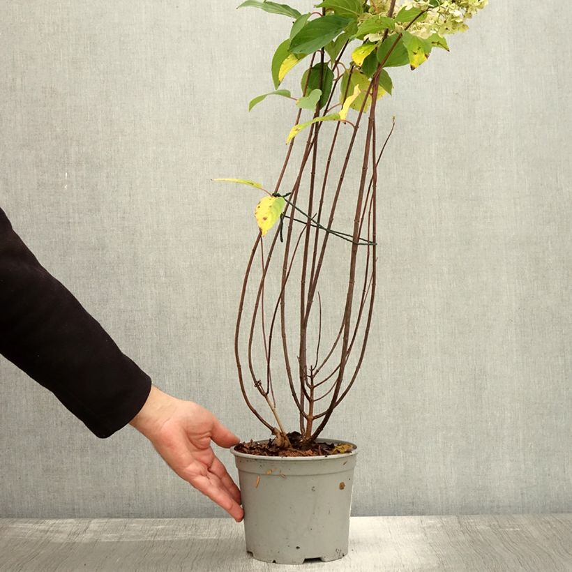 Amostra de Hortênsia paniculata Living Pinky Promise Vaso de 2 L/3 L tal como entregue no outono