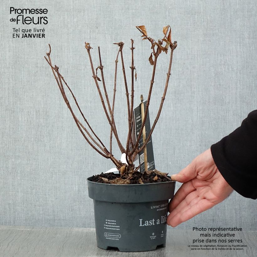 Amostra de Hortênsia paniculata Living Pinky Promise Vaso de 2 L/3 L tal como entregue no inverno