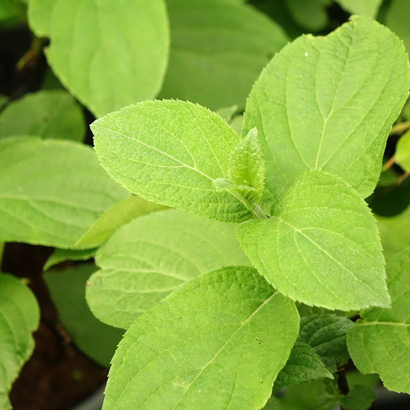 Hortênsia paniculata Living Pinky Promise (Folhagem)