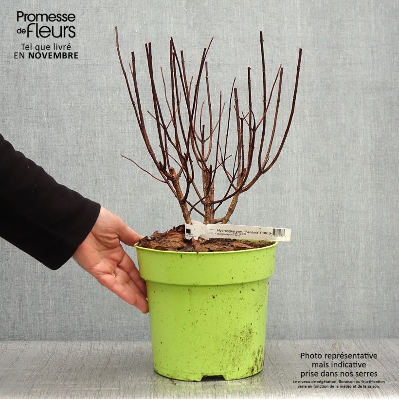 Amostra de Hydrangea paniculata Pandora - Hortensia paniculé Pot de 6L/7L tal como entregue no outono