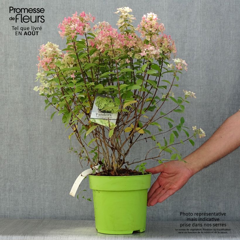 Amostra de Hortênsia paniculata Pandora Vaso de 6 L/7 L tal como entregue no verão