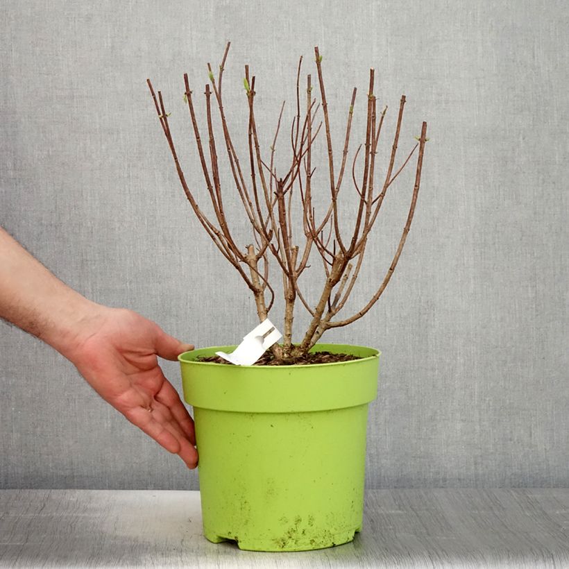 Amostra de Hortênsia paniculata Pandora Vaso de 6 L/7 L tal como entregue na primavera