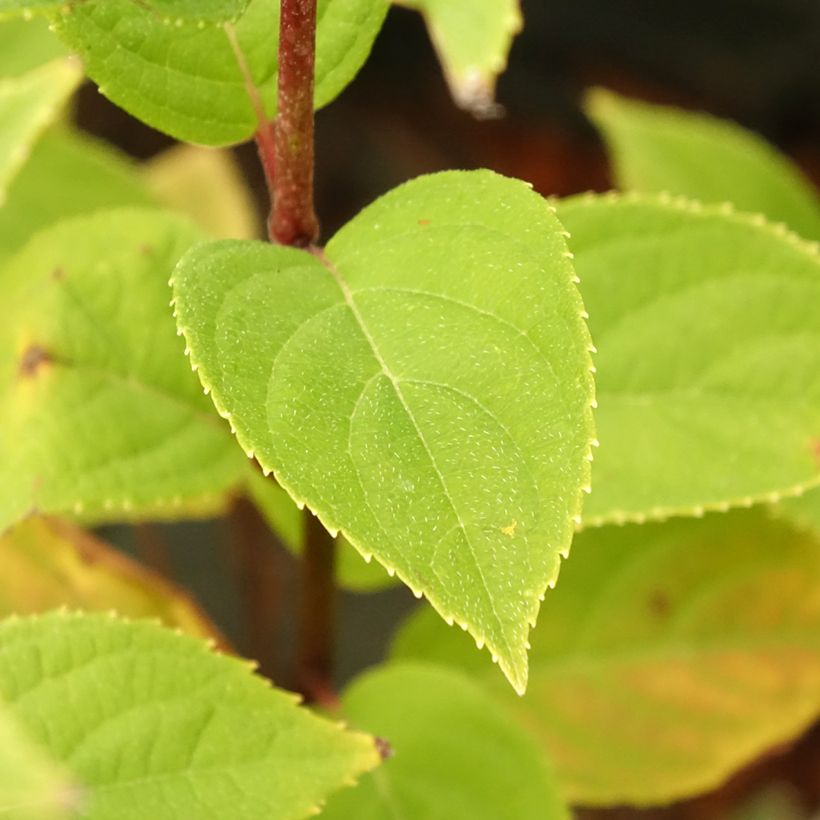Hortênsia paniculata Pandora (Folhagem)