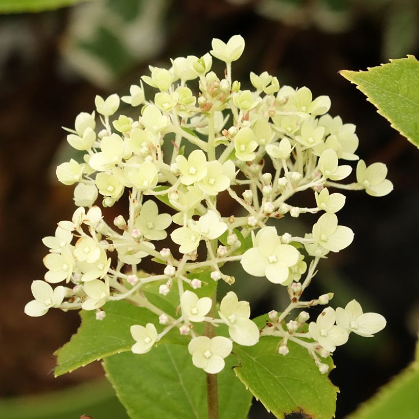 Hortênsia paniculata Pandora (Floração)