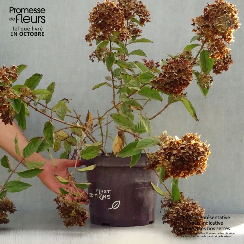 Amostra de Hortênsia paniculata Tickled Pink Vaso de 7,5 L/10 L tal como entregue no outono