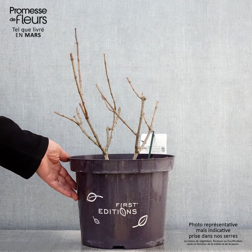 Amostra de Hortênsia paniculata Tickled Pink Vaso de 7,5 L/10 L tal como entregue na primavera